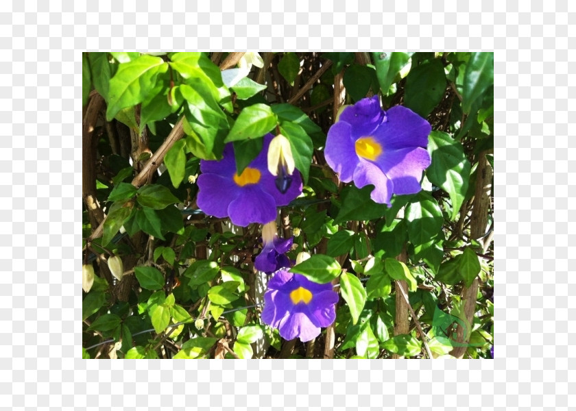 Plant Pansy Beach Moonflower Thunbergia Laurifolia Black-eyed Susan Vine Erecta PNG