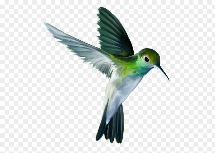 Bird Hummingbird Flight Parrot PNG