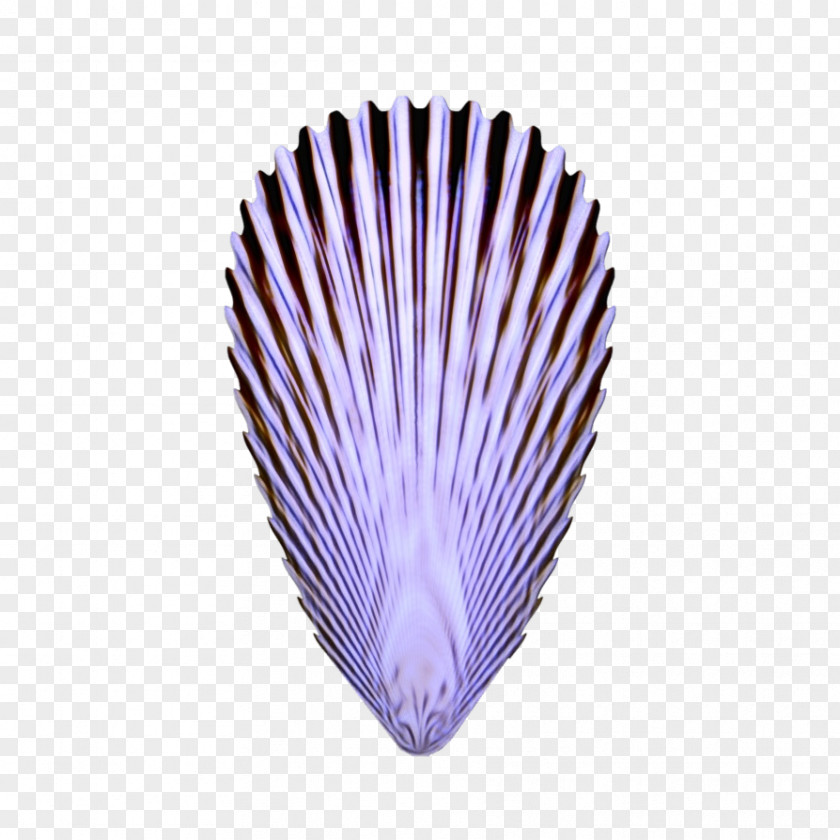 Feather Violet PNG