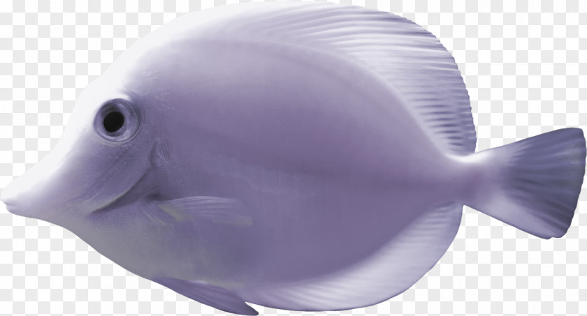 Fish Goldfish Desktop Wallpaper Clip Art PNG
