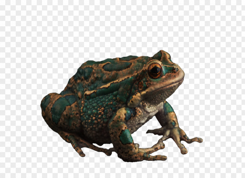 Frog Argentine Horned DeviantArt PNG