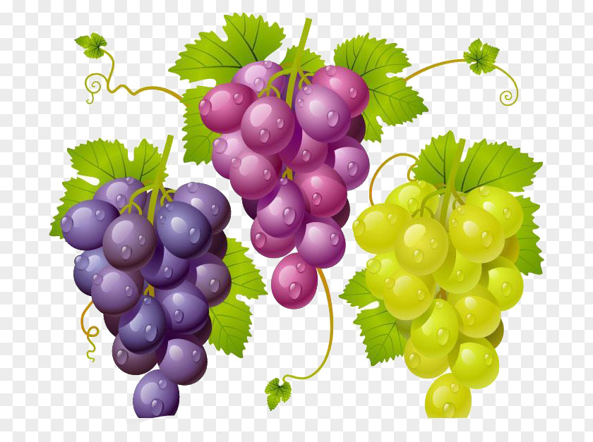 Grape Kyoho Wine Drawing PNG