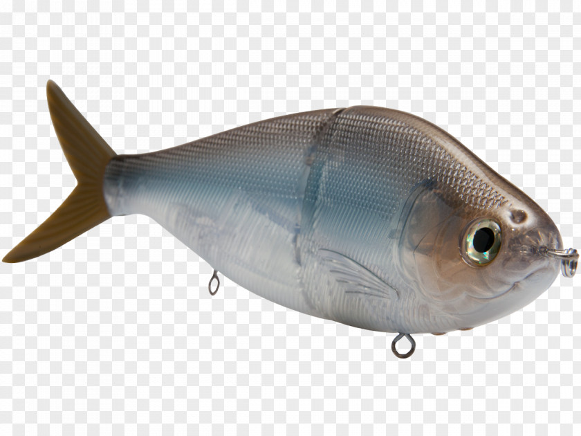 Largemouth Bass Milkfish Marine Biology Herring Oily Fish Mammal PNG