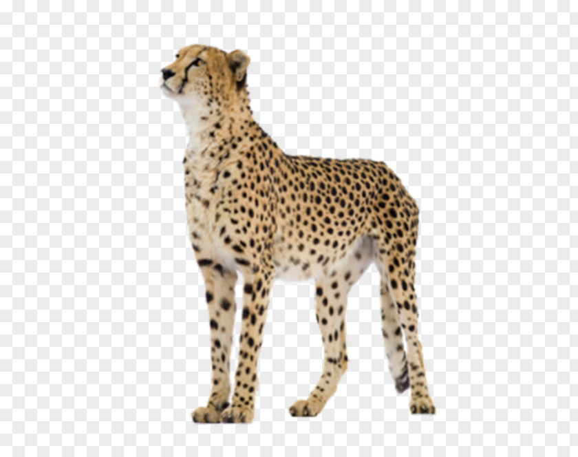 Looking Leopard Cheetah Felinae Clip Art PNG