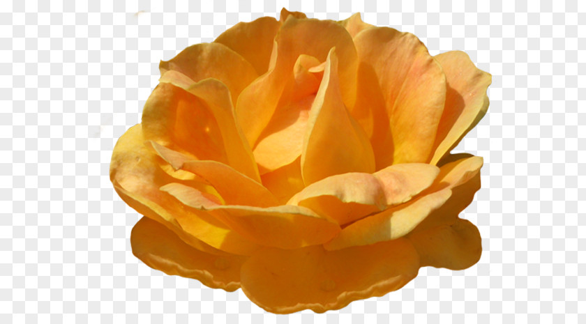 Orange Garden Roses Clip Art PNG