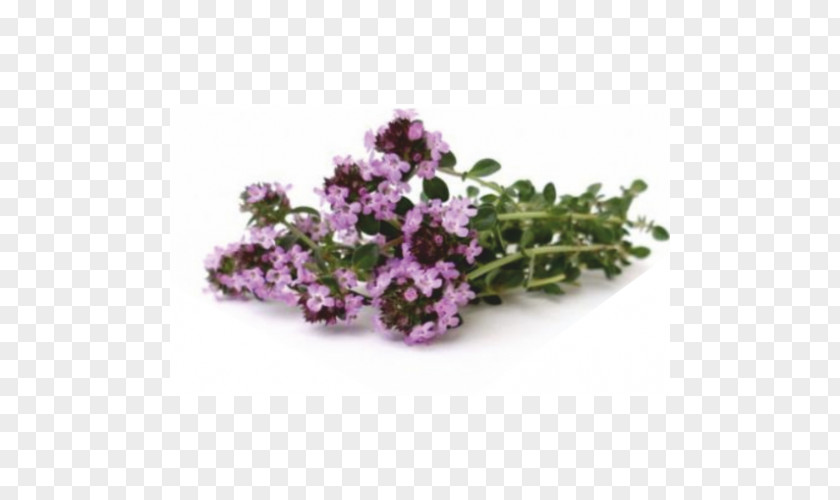 Plant Breckland Thyme Herb Lamiaceae PNG