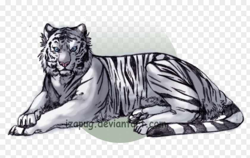 Tiger White Drawing Bengal Cat PNG