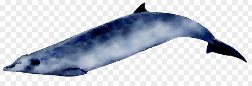 Tucuxi Porpoise Ginkgo-toothed Beaked Whale Dolphin PNG