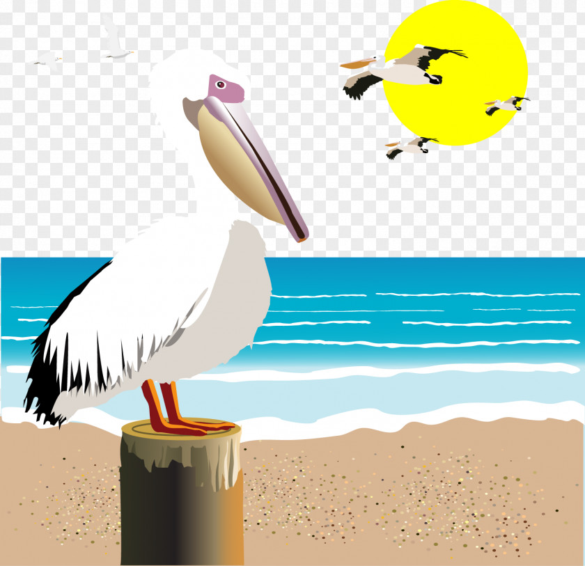 Vector Seagull Gulls Seabird Illustration PNG