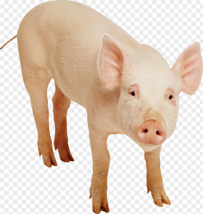 Pig Free Download Domestic Clip Art PNG