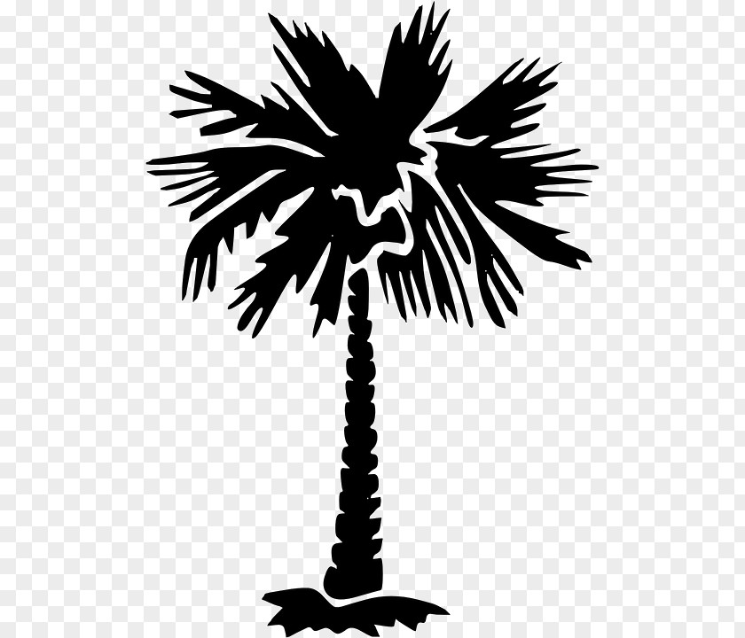 Tree Sabal Palm Arecaceae Clip Art PNG