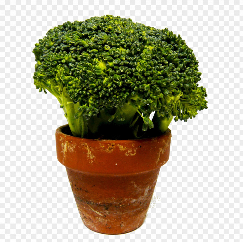 Broccoli Pot Leaf Vegetable Microgreen Food PNG