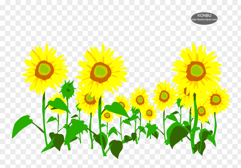 邀请函 Common Sunflower Seed Europe PNG