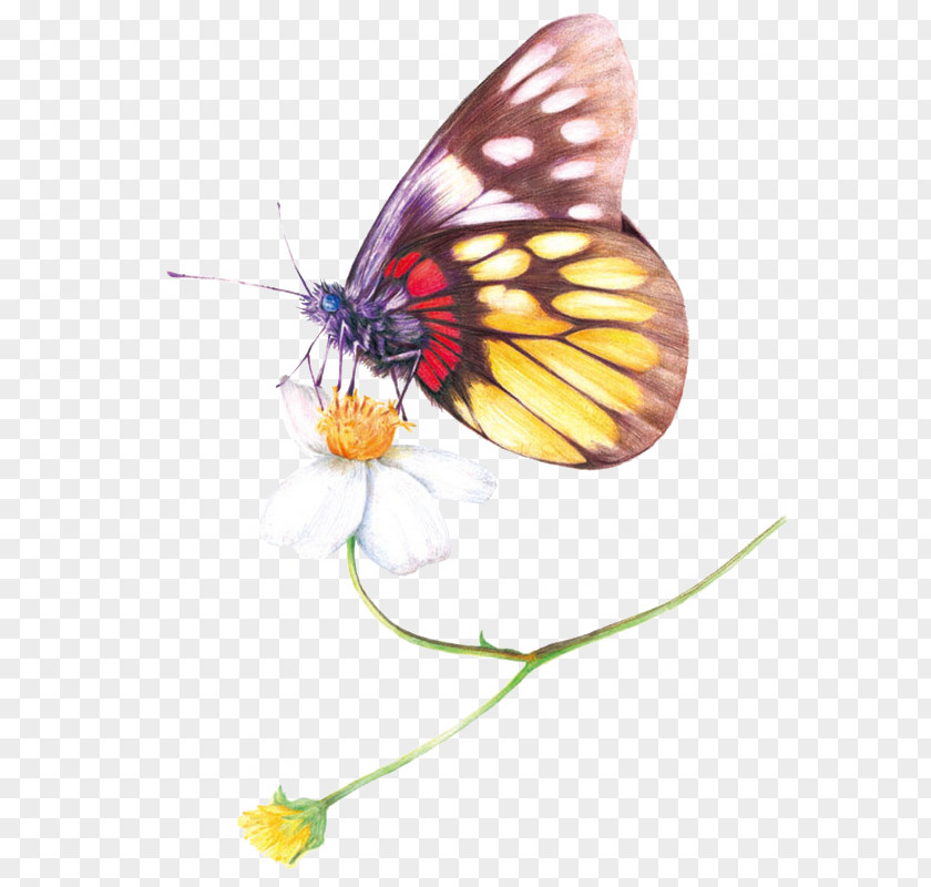 Insect Colored Pencil Drawing Watercolor Painting PNG