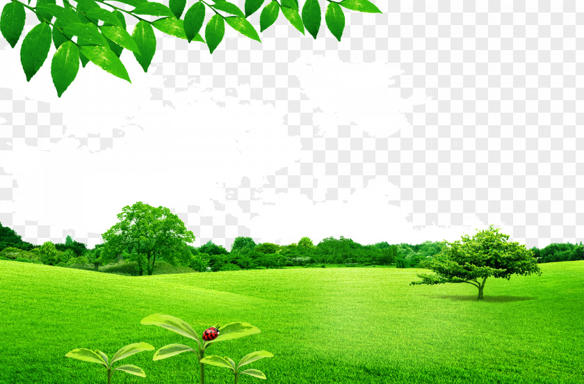 Leafy Lawn PNG