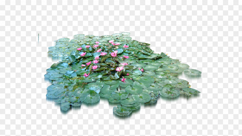 Lotus Leaf Flower Tree Herb PNG