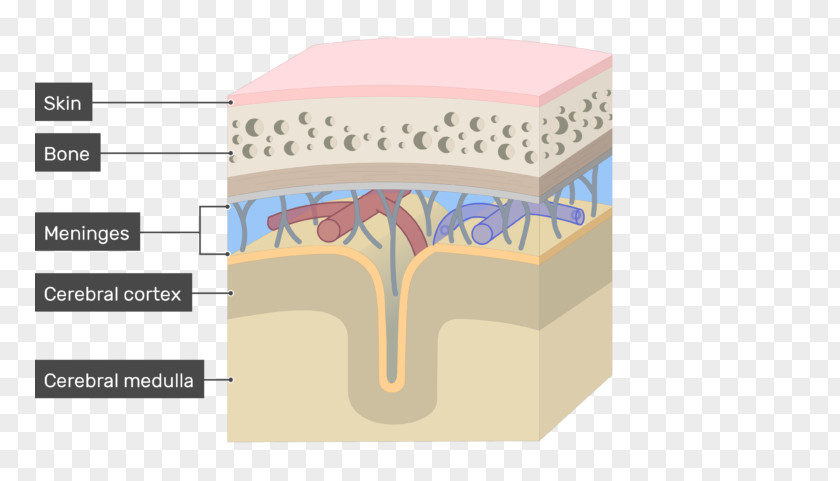 Meninges Of The Brain Diagram Dura Mater Pia Arachnoid PNG