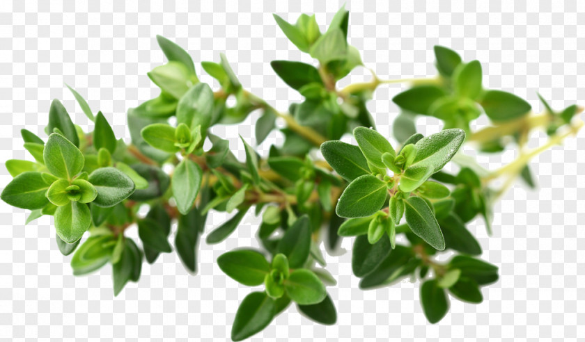 Oil Garden Thyme Essential Herb PNG