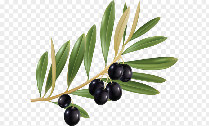 Watercolor Olive Branch Leaf PNG