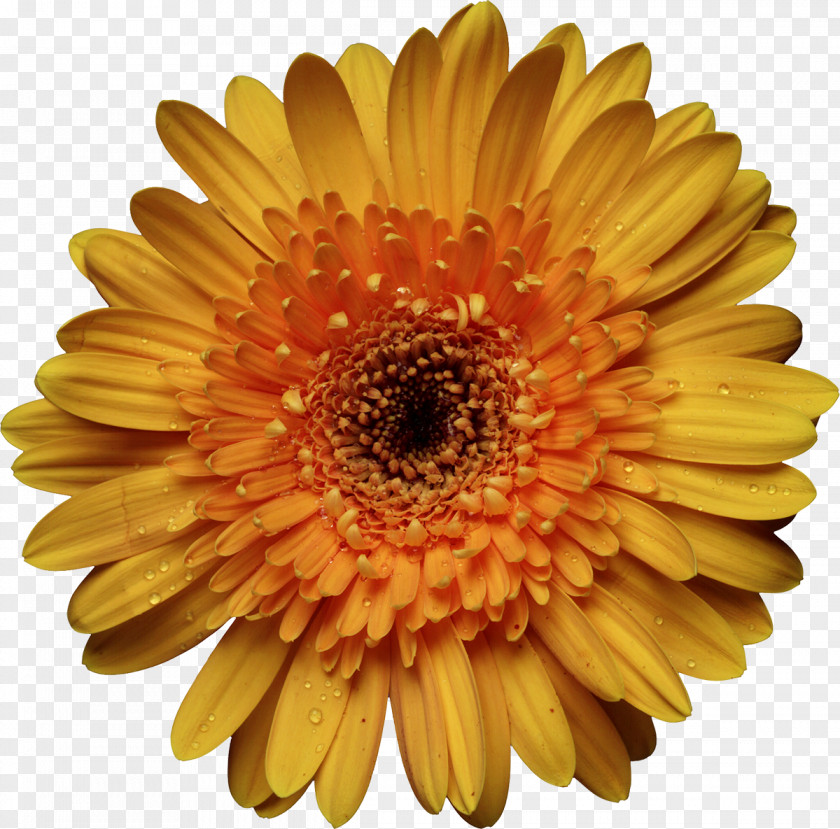 Chrysanthemum Computer Software Color Compact Disc PNG