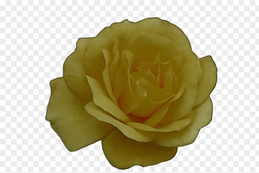 Garden Roses PNG