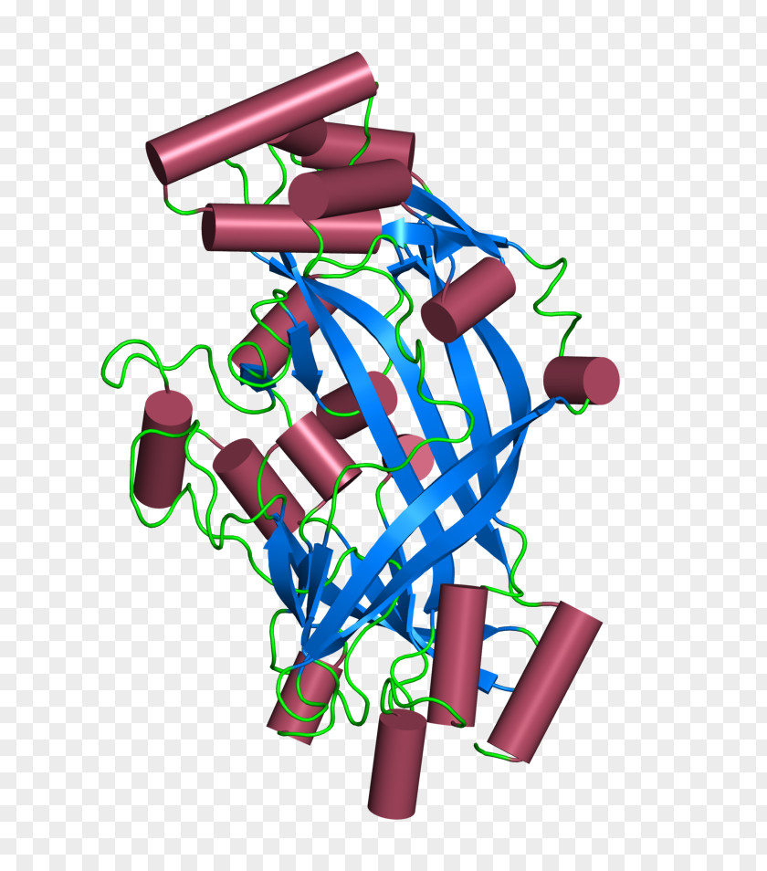 Glycoprotein CD36 Protein SCARB2 Cell Transforming Growth Factor Beta PNG