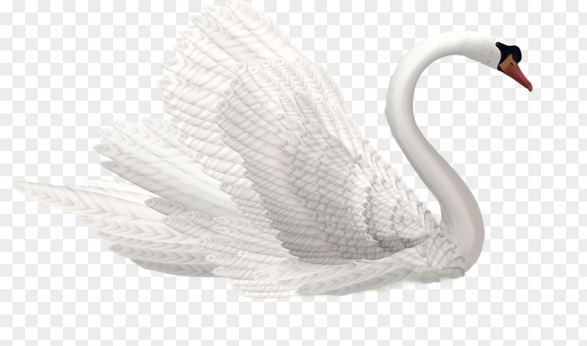 Swan Cygnini Clip Art PNG