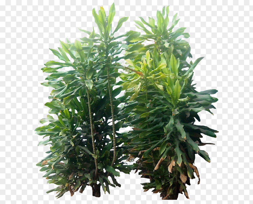 Tropical Paperplant Siamese Fighting Fish Cordia Sebestena PNG