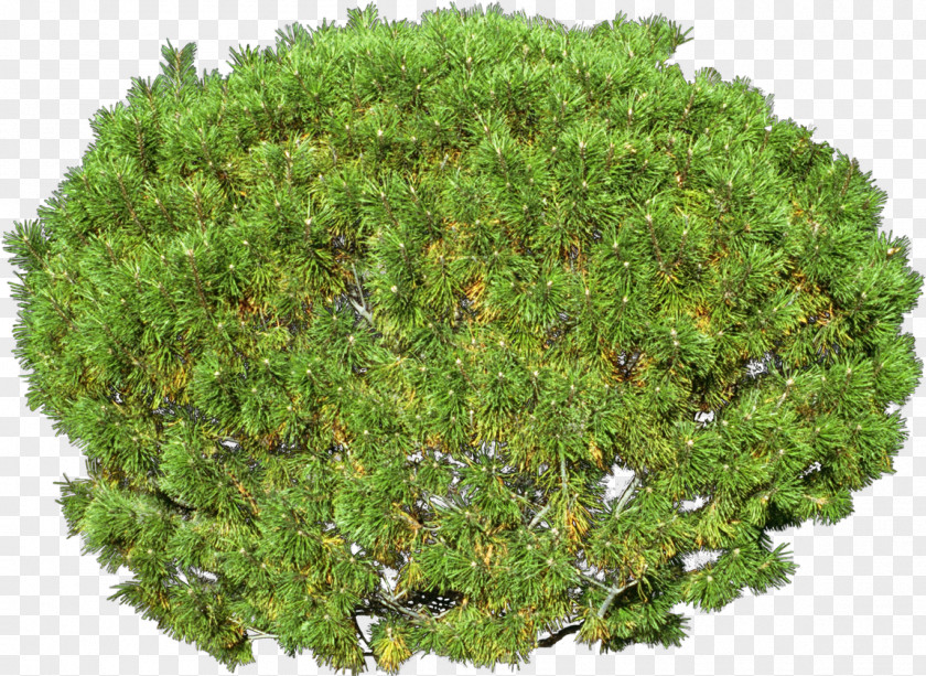 Alfalfa Trifolium Subterraneum Germination Seed Dormancy PNG