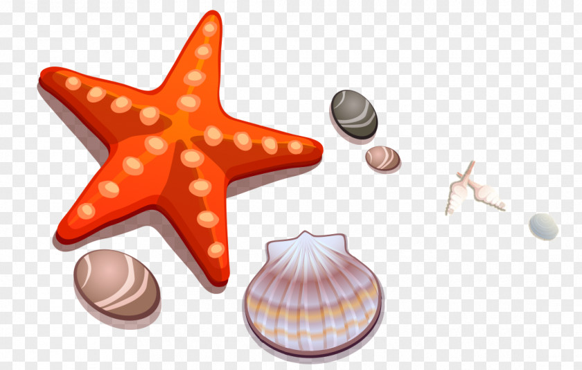 Cartoon Starfish Shell Stone Drawing Seashell PNG