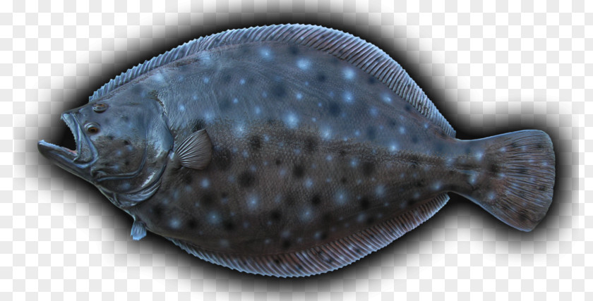 Fish Summer Flounder Sole Flatfish PNG