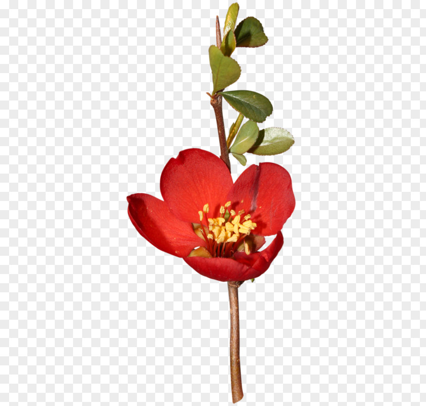 Flower Floral Design Cut Flowers Plant Stem Clip Art PNG