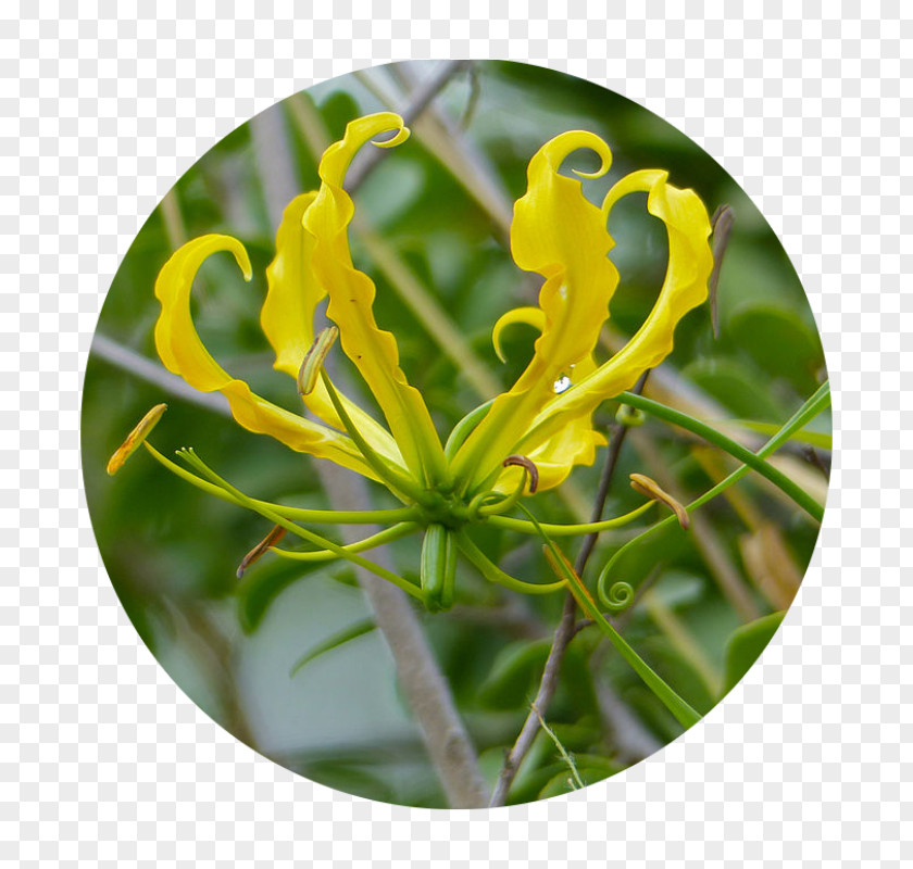Honeysuckle ஆம்பல் மலர் Flame Lily Vine Plant Stem PNG