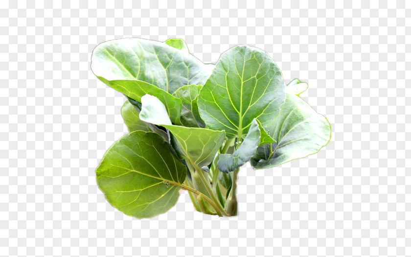 Kale Leaf Vegetable Mashed Potato Spring Greens PNG