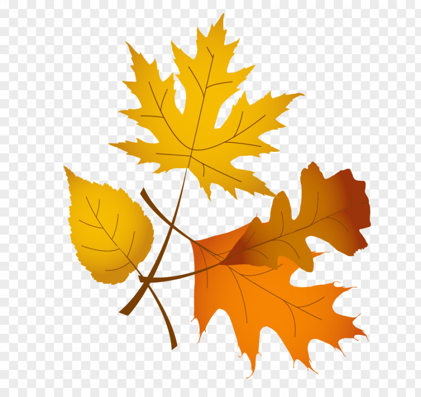 Maple Leaf Thanksgiving Symbol Clip Art PNG