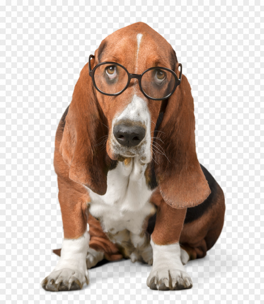 Puppy Basset Hound Stock Photography Abalee Cattery & Kennels PNG