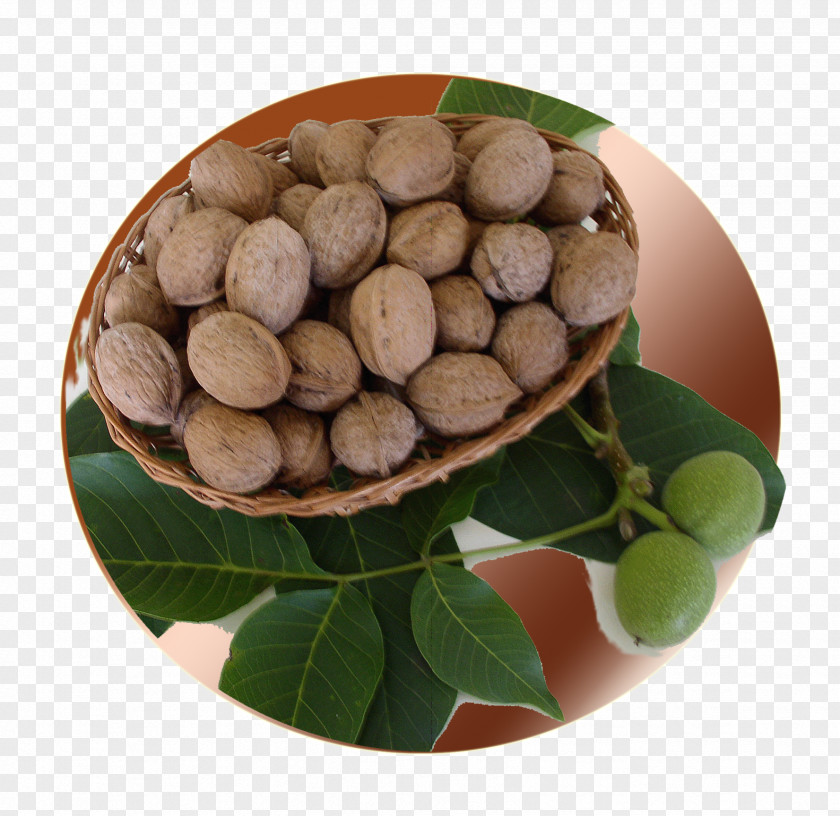 Walnut PNG