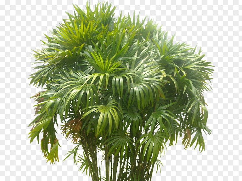 Plant Arecaceae Areca Palm Tree PNG