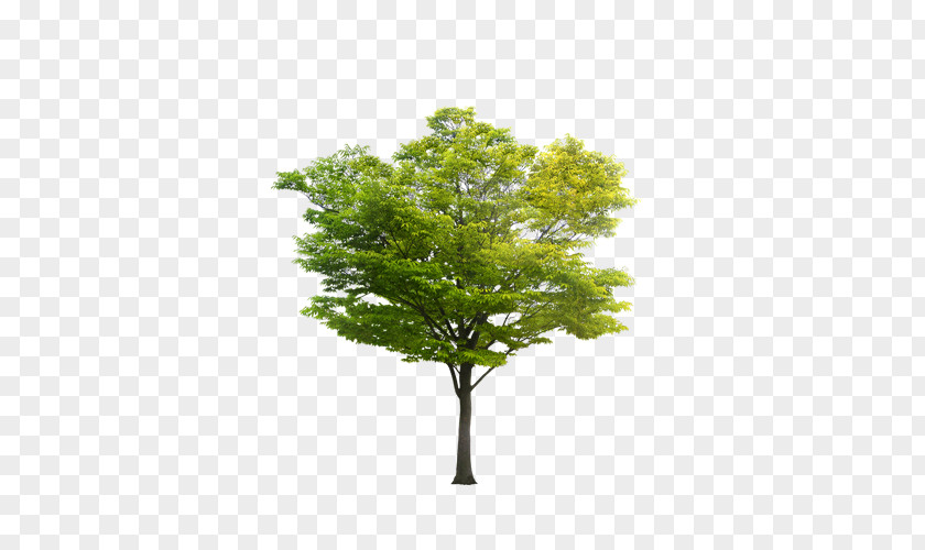 Tree Hyderabad Major Banner LLC. Samsung Wallpaper PNG