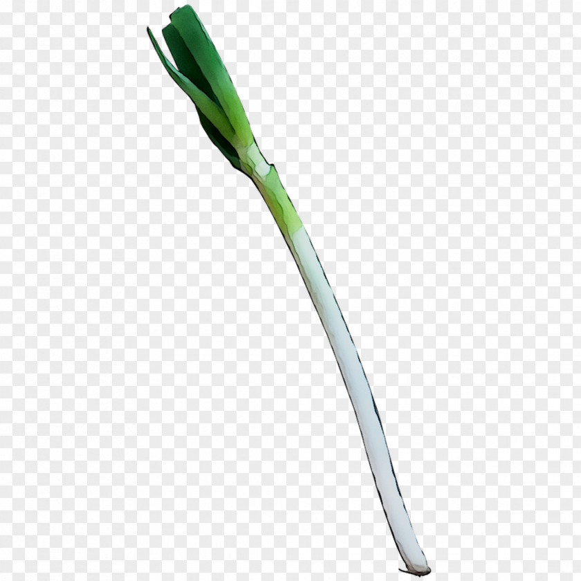 Welsh Onion Onions PNG