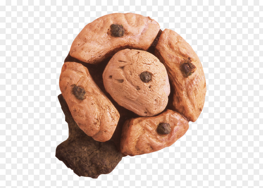 Biscuit Chocolate Chip Cookie M PNG