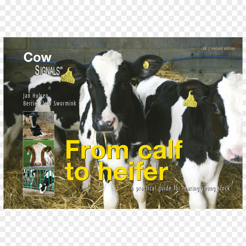 Book Dairy Cattle Calf E-book PNG