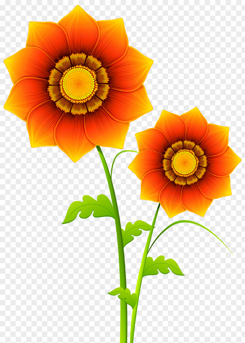 Chrysanthemum Flower Yellow Clip Art PNG