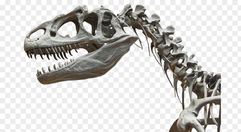 Dinosaur Fossils Allosaurus Tarbosaurus Cretaceous–Paleogene Extinction Event Velociraptor Skeleton PNG