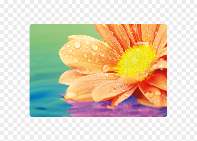 PPT Ppt Microsoft PowerPoint Desktop Wallpaper Flower Stock Photography PNG