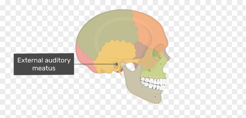 Skull Ear Mastoid Process Part Of The Temporal Bone PNG