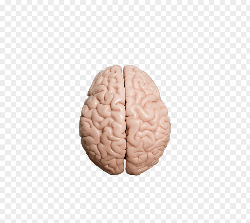 Brain Test Human Homo Sapiens PNG