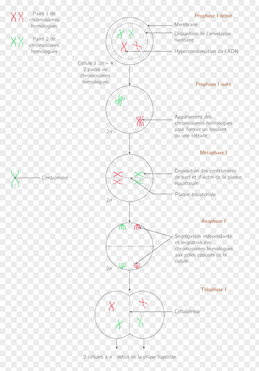 Brand Graphics Line Angle Diagram PNG