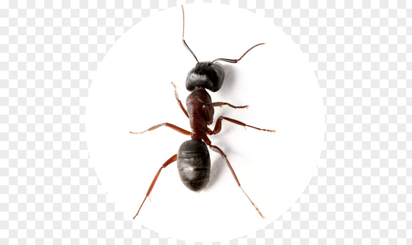 Insect Carpenter Ant JAPCO Pest Control Ltd PNG