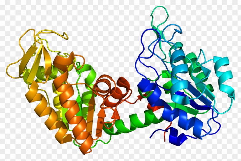 PGK1 Protein Phosphoglycerate Kinase Gene Enzyme PNG